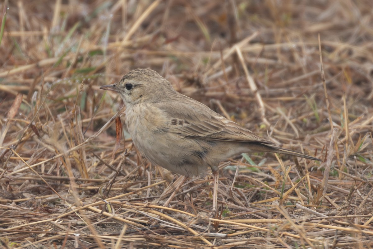 Long-billed Pipit - ML615788367