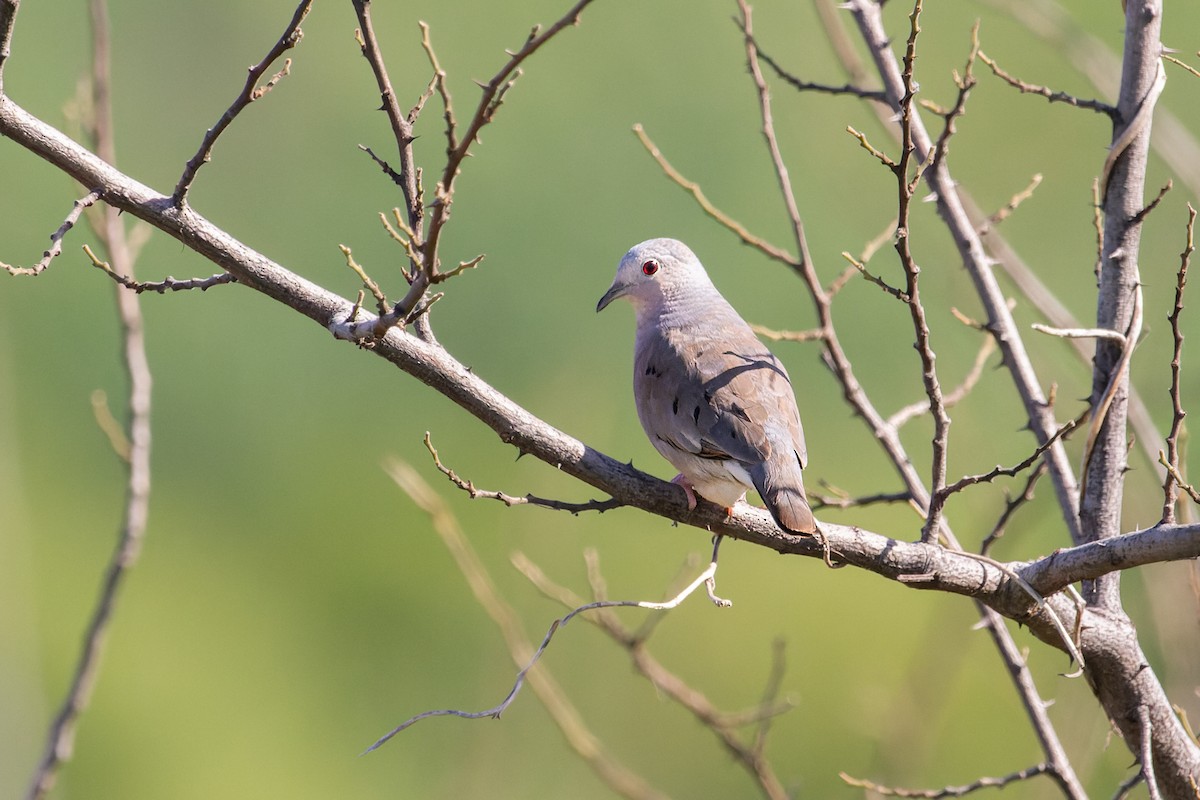 Plain-breasted Ground Dove - ML615788368