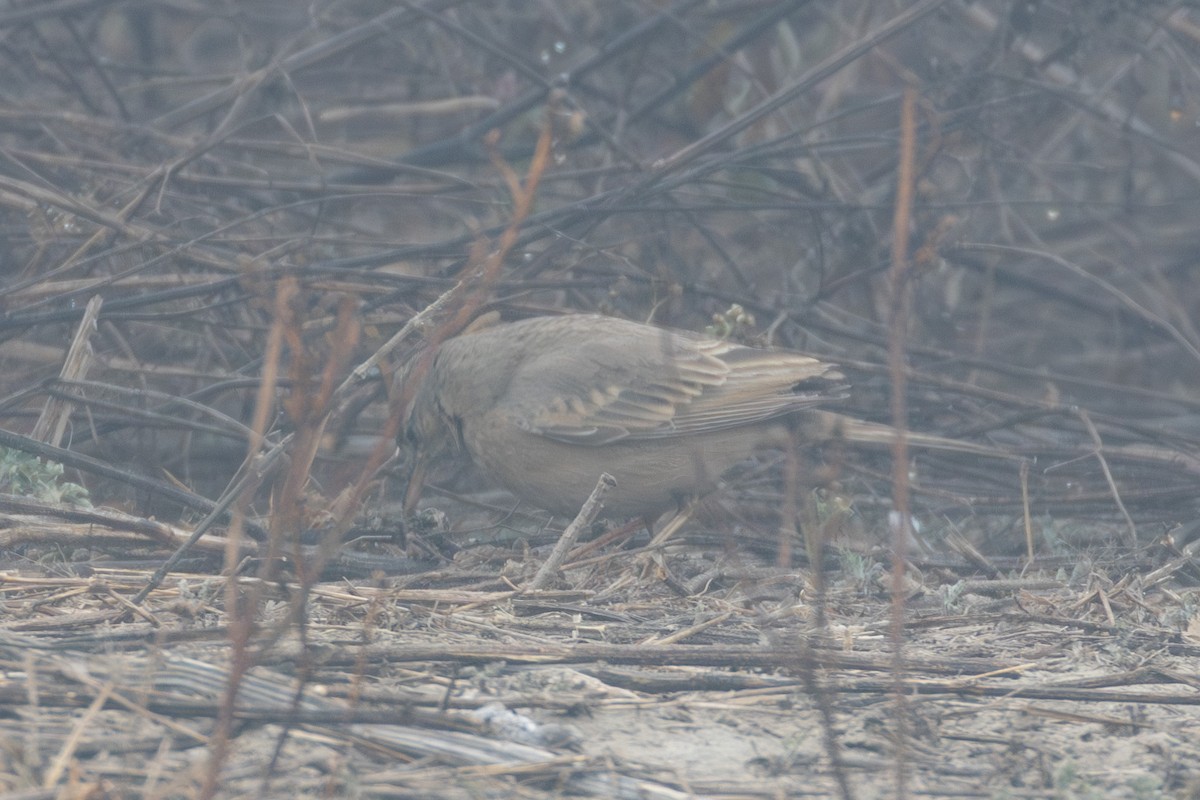 Long-billed Pipit - ML615788372