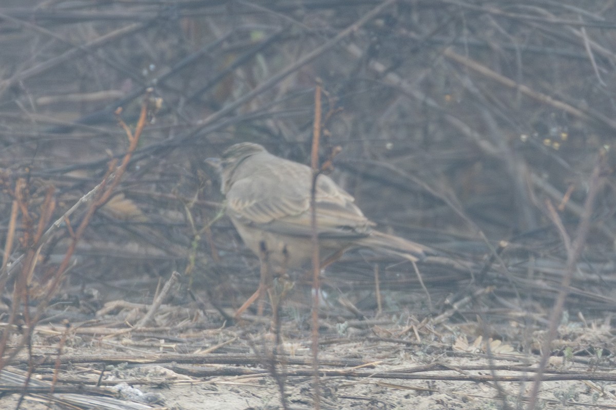 Long-billed Pipit - ML615788374