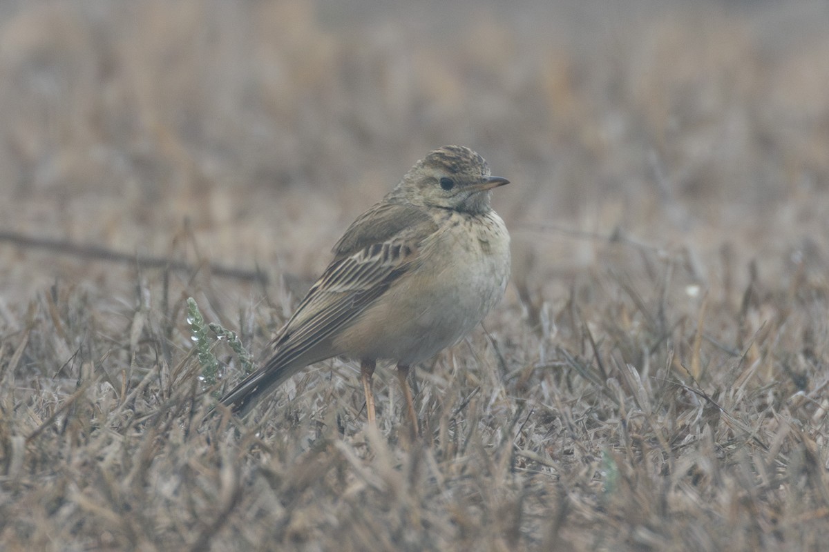 Long-billed Pipit - ML615788383