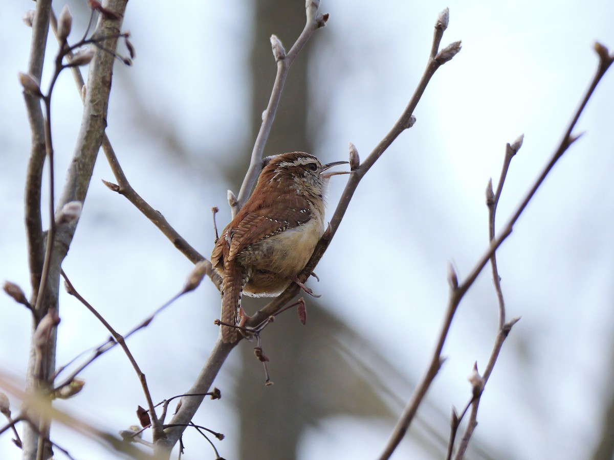 Carolina Wren - ML615788385