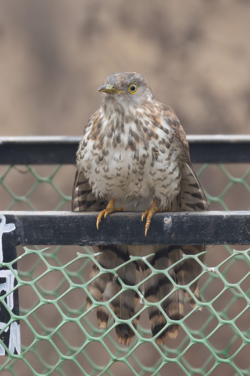 Common Hawk-Cuckoo - ML615788399