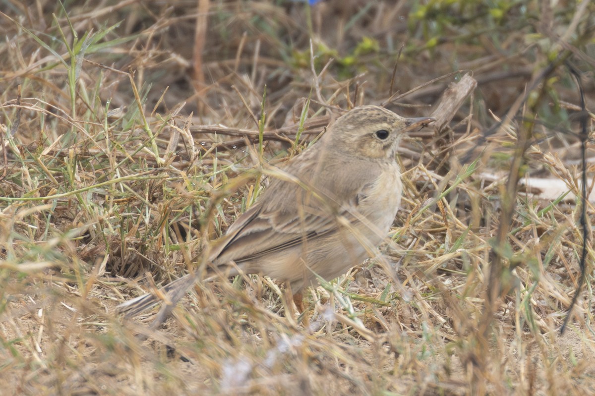 Long-billed Pipit - ML615788428