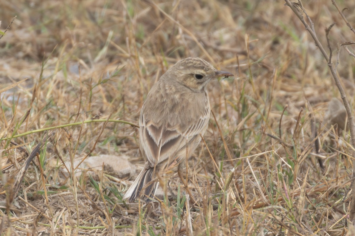 Long-billed Pipit - ML615788429