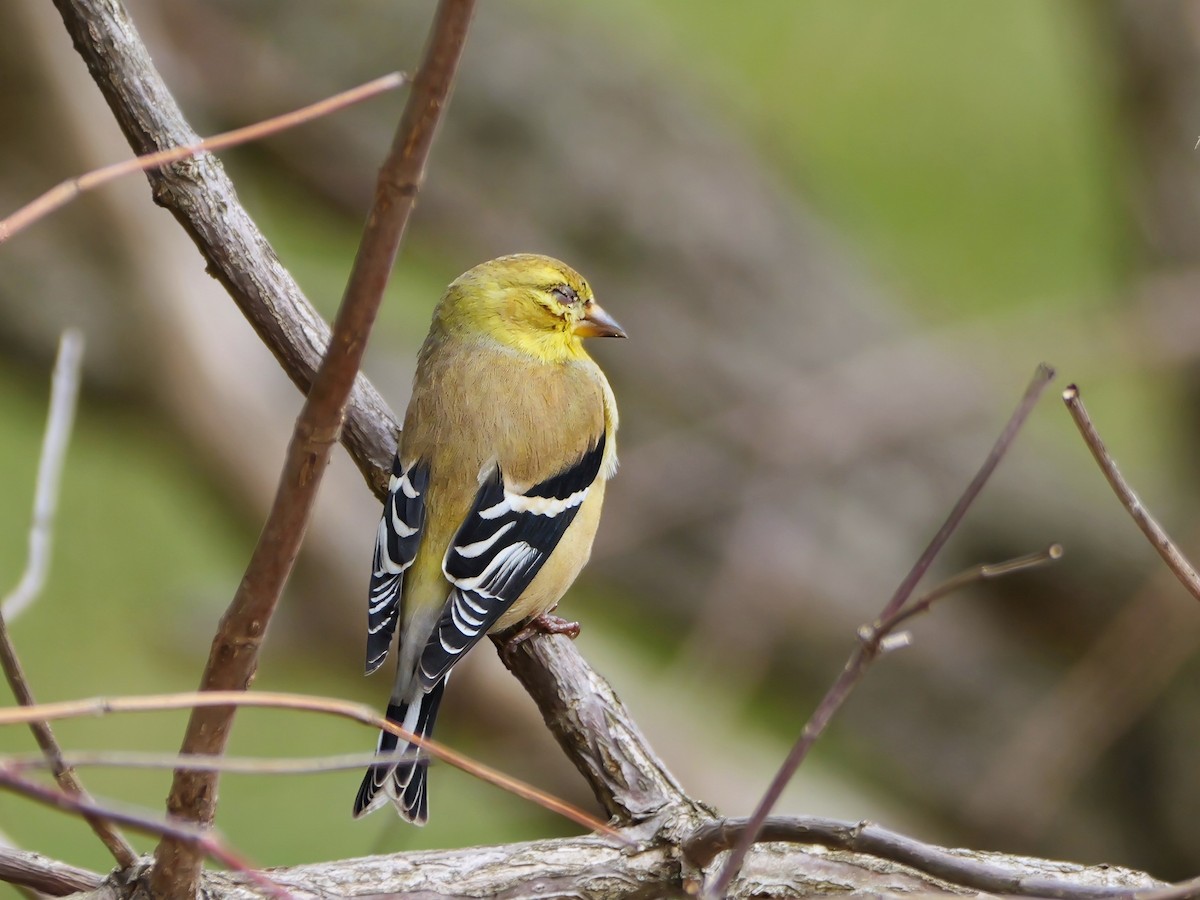 American Goldfinch - ML615788443