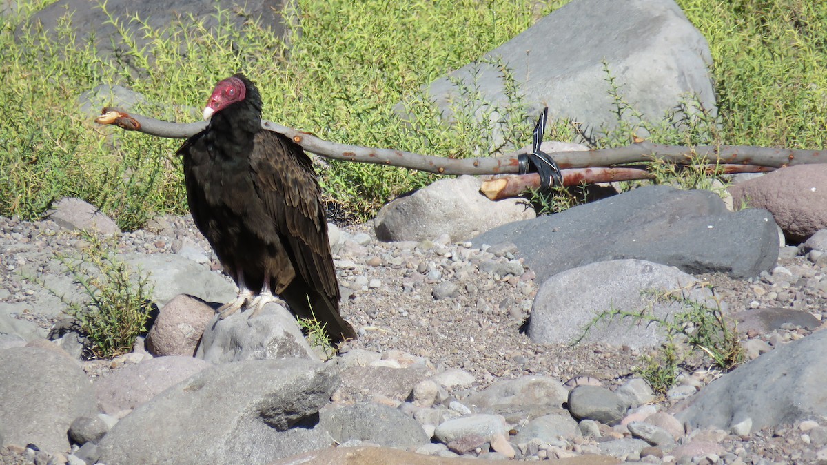 Turkey Vulture - ML615788459