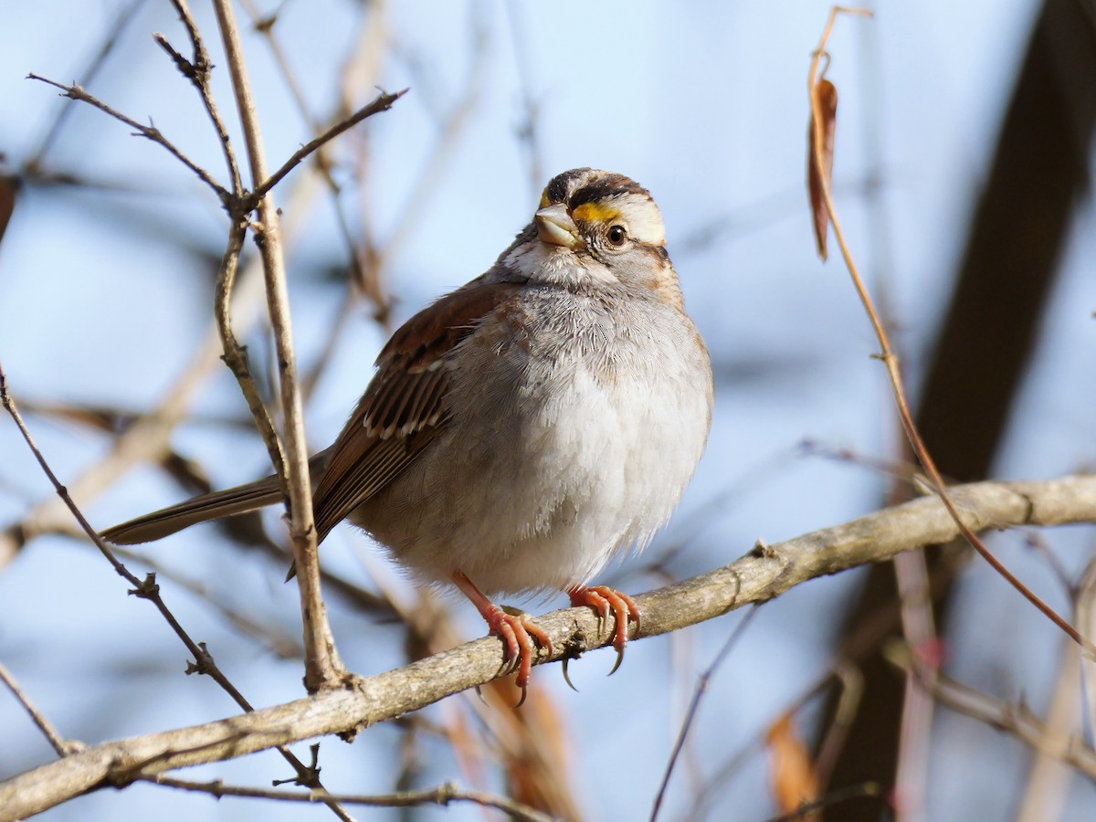White-throated Sparrow - Pat and Tony Nastase