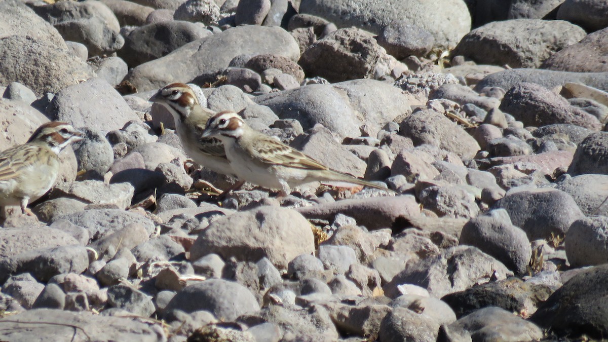 Lark Sparrow - Edward McKen