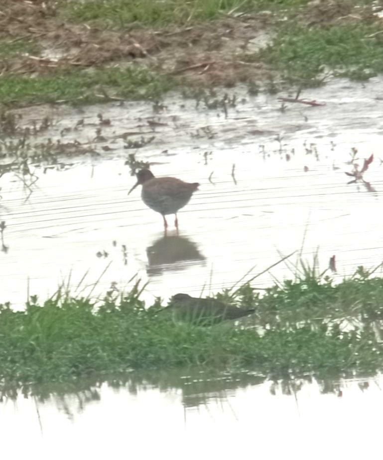 Common Redshank - ML615788512