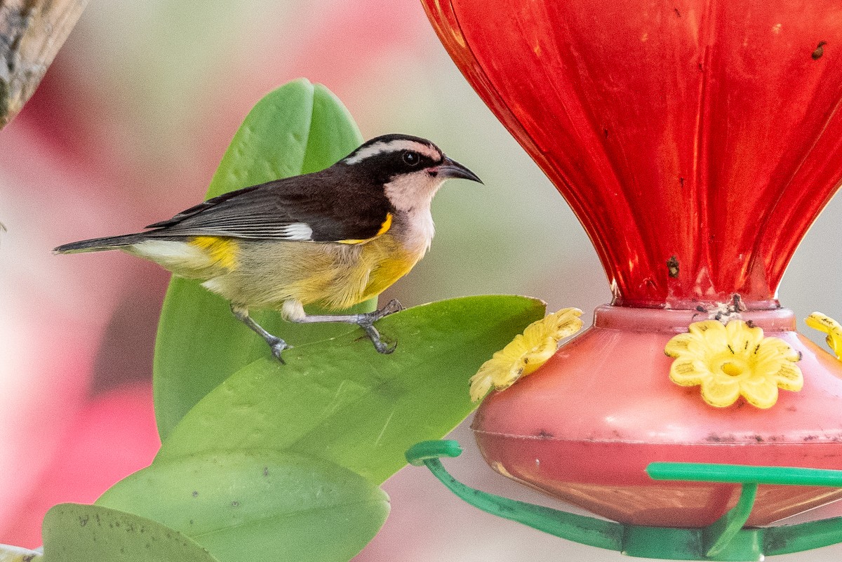 Bananaquit (Quintana Roo) - ML615788519