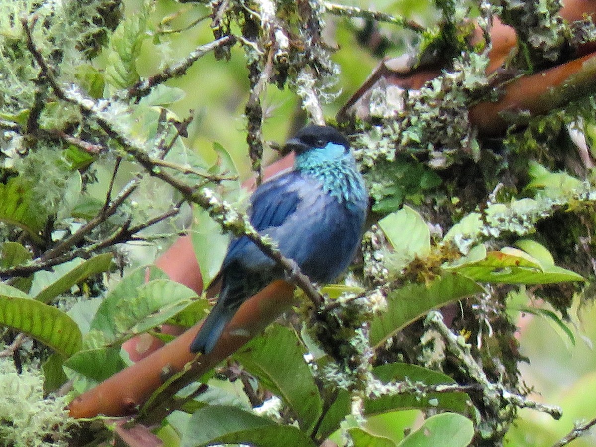 Black-capped Tanager - Jose Estrada