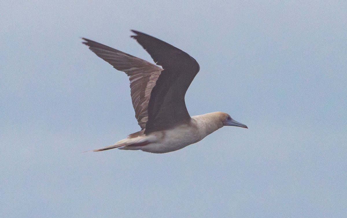 Red-footed Booby - ML615788530