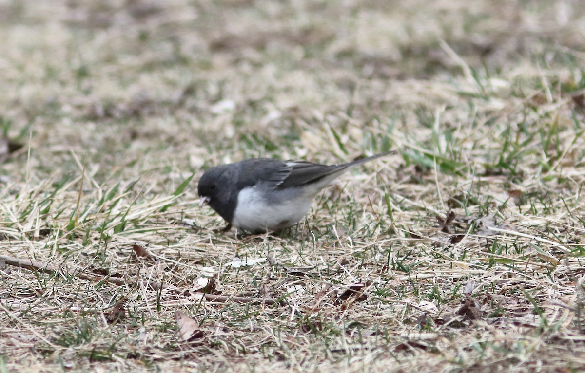 Dark-eyed Junco - ML615788533