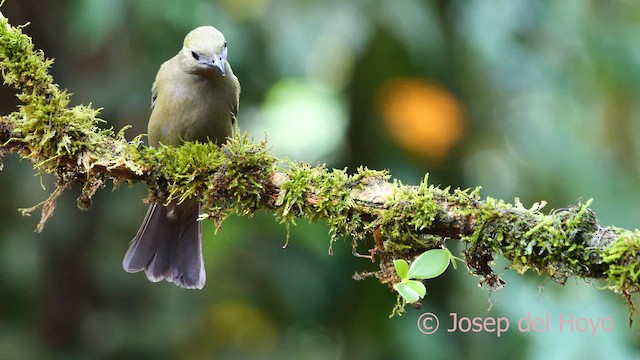 Palm Tanager - ML615788535