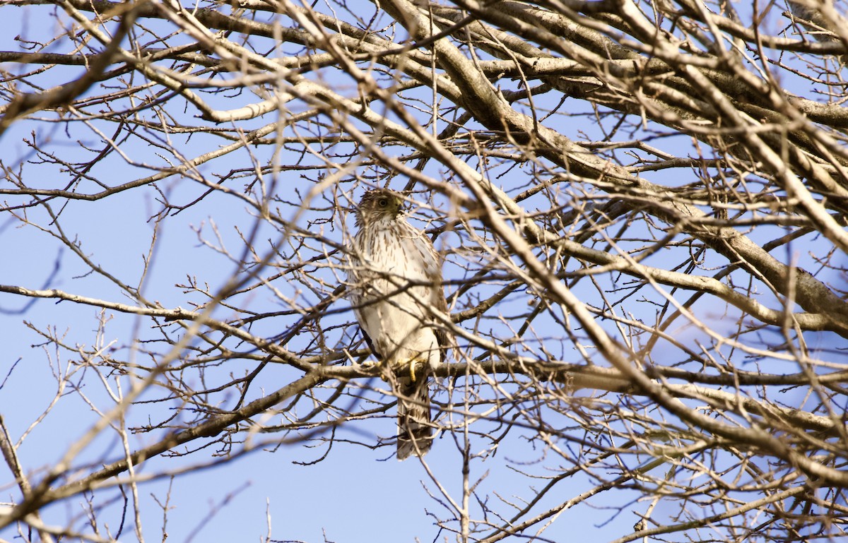 Cooper's Hawk - ML615788559