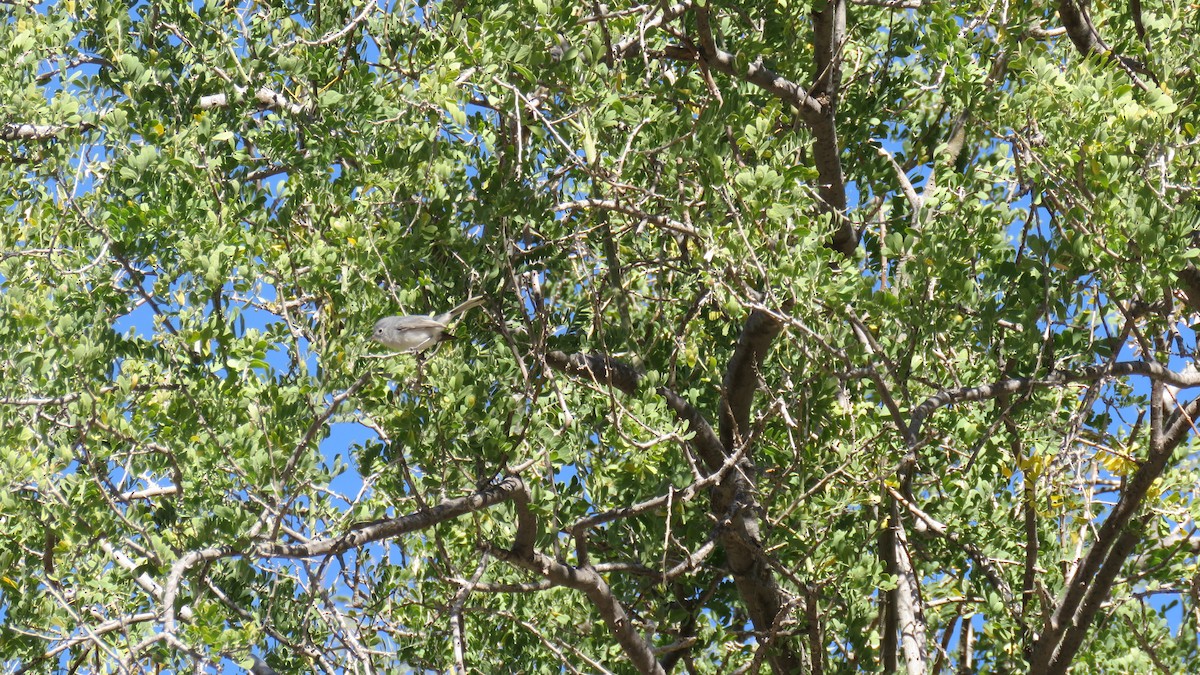 Blue-gray Gnatcatcher - ML615788573