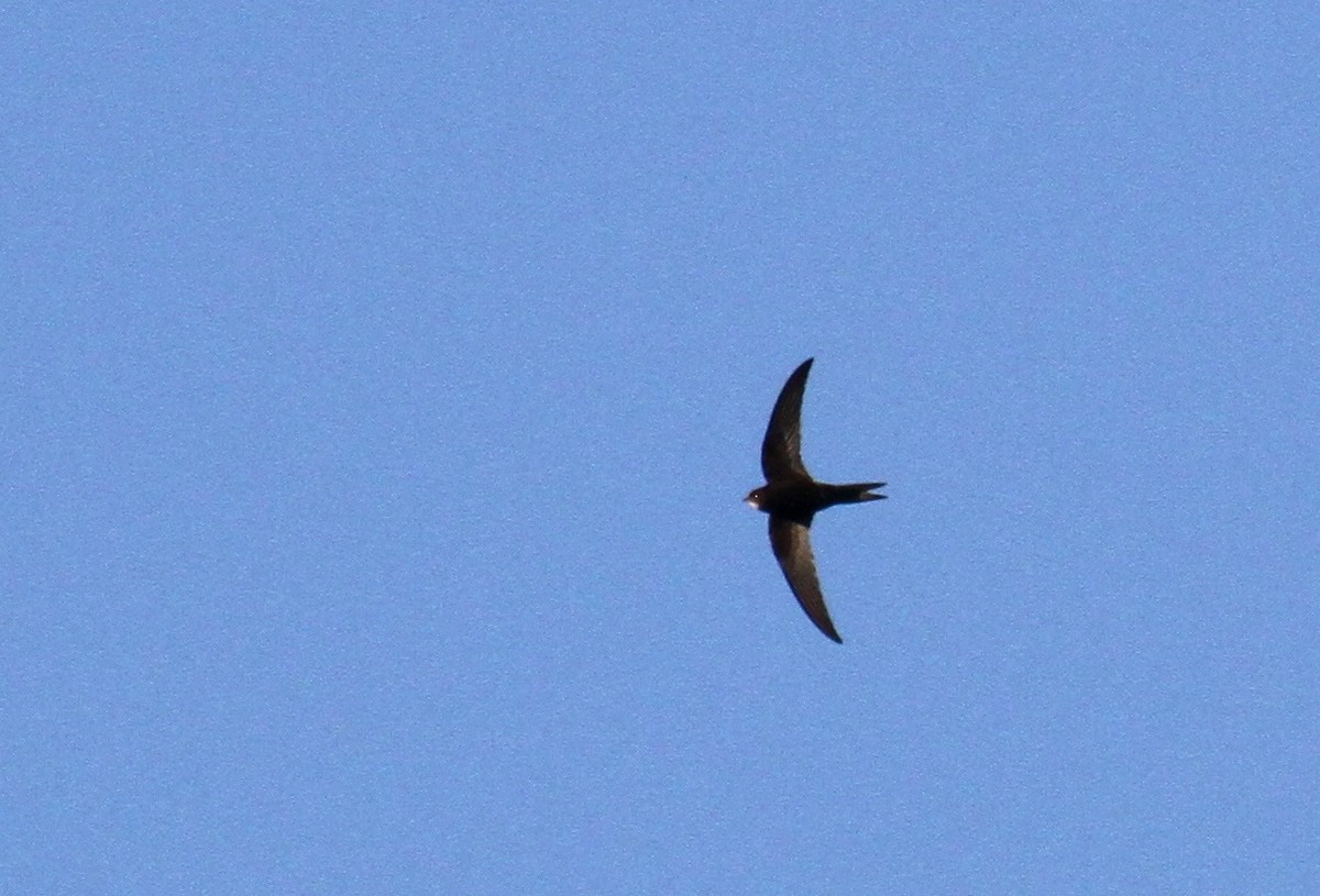 Common Swift - ML615788580