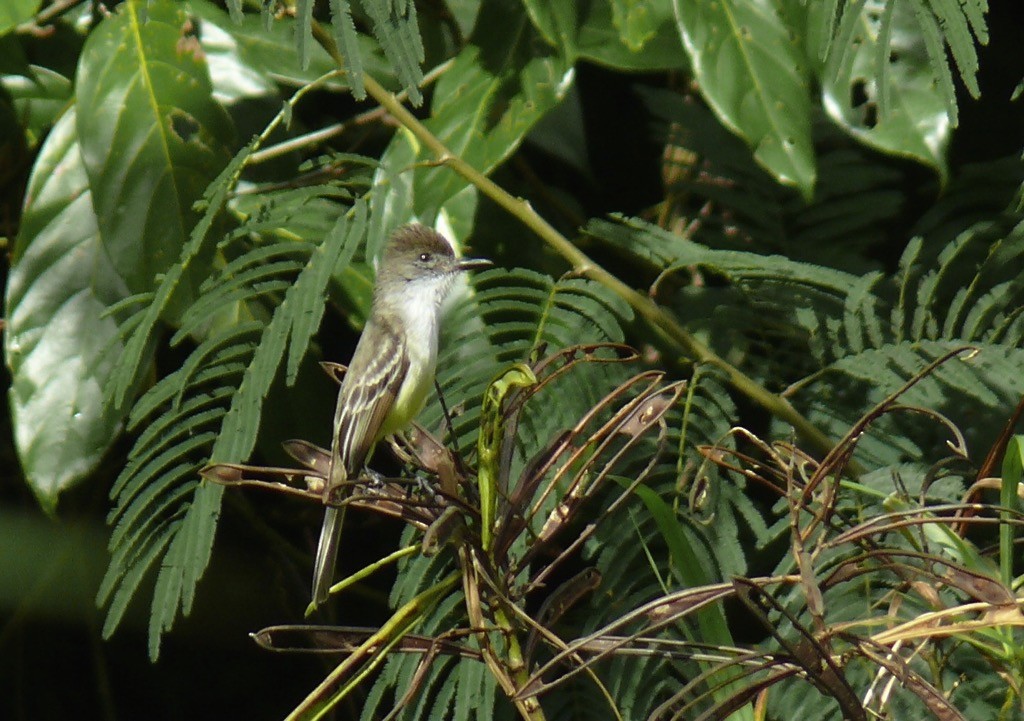 Stolid Flycatcher - ML615788609