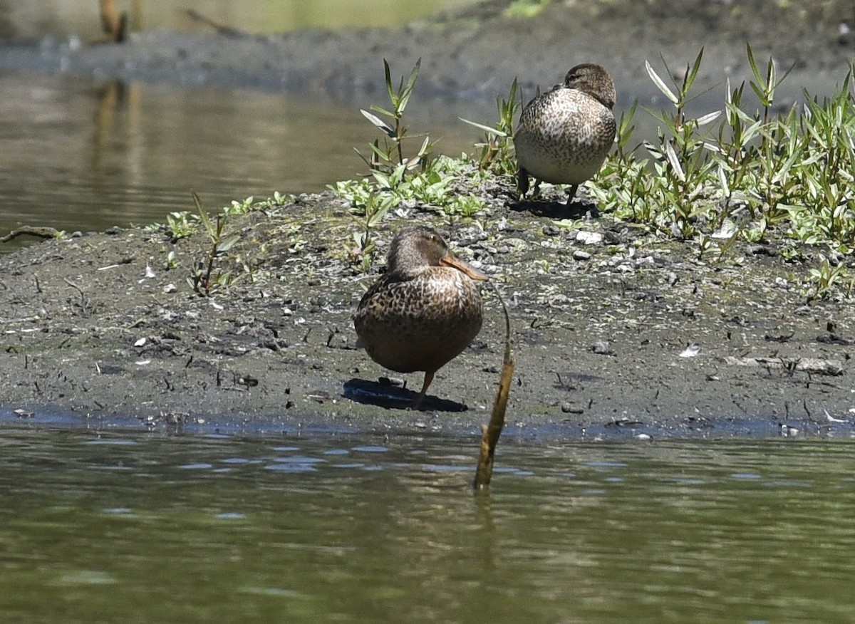 Northern Shoveler - ML615788616