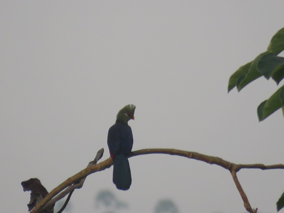 Yellow-billed Turaco (Yellow-billed) - ML615788624