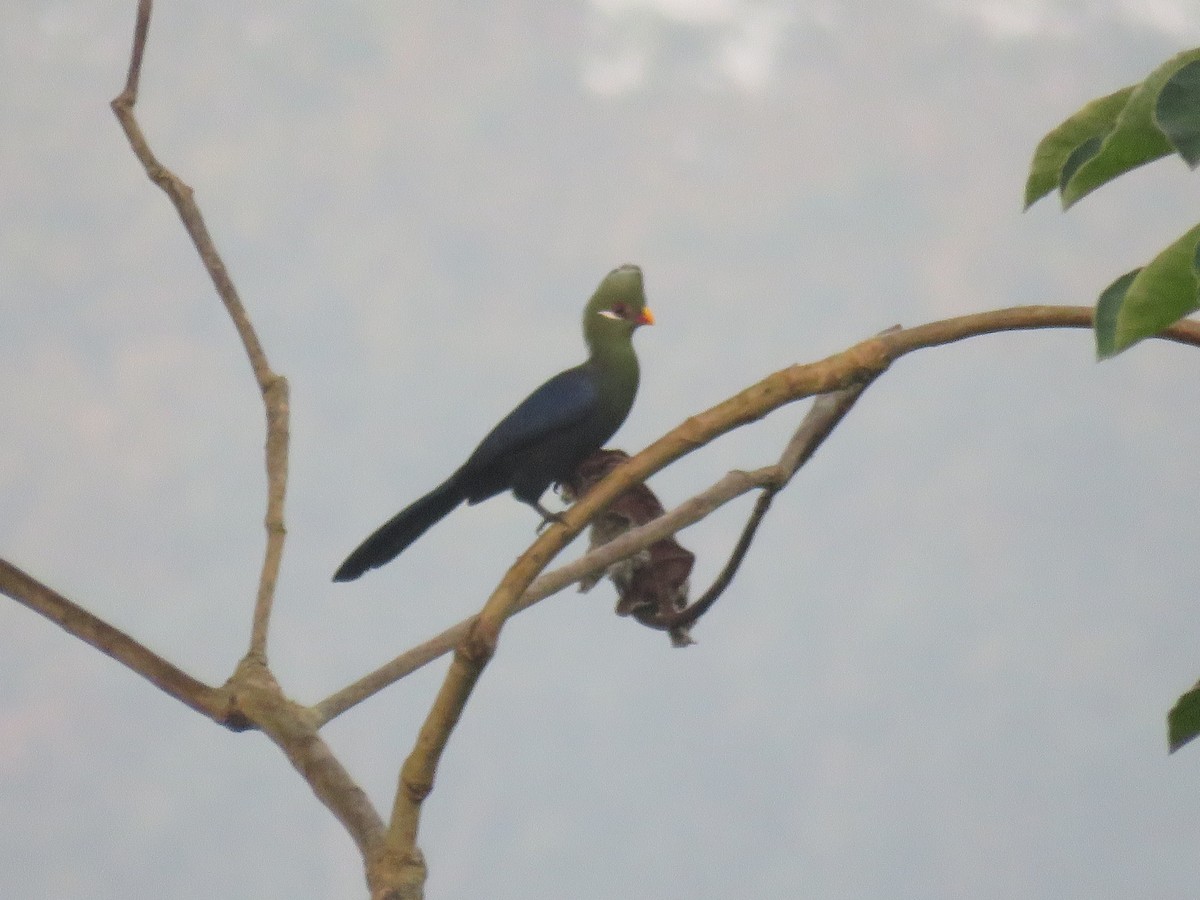 Yellow-billed Turaco (Yellow-billed) - ML615788625