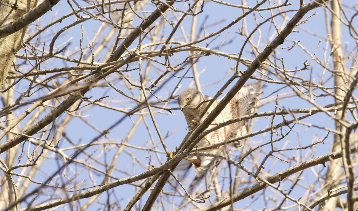 Cooper's Hawk - ML615788634