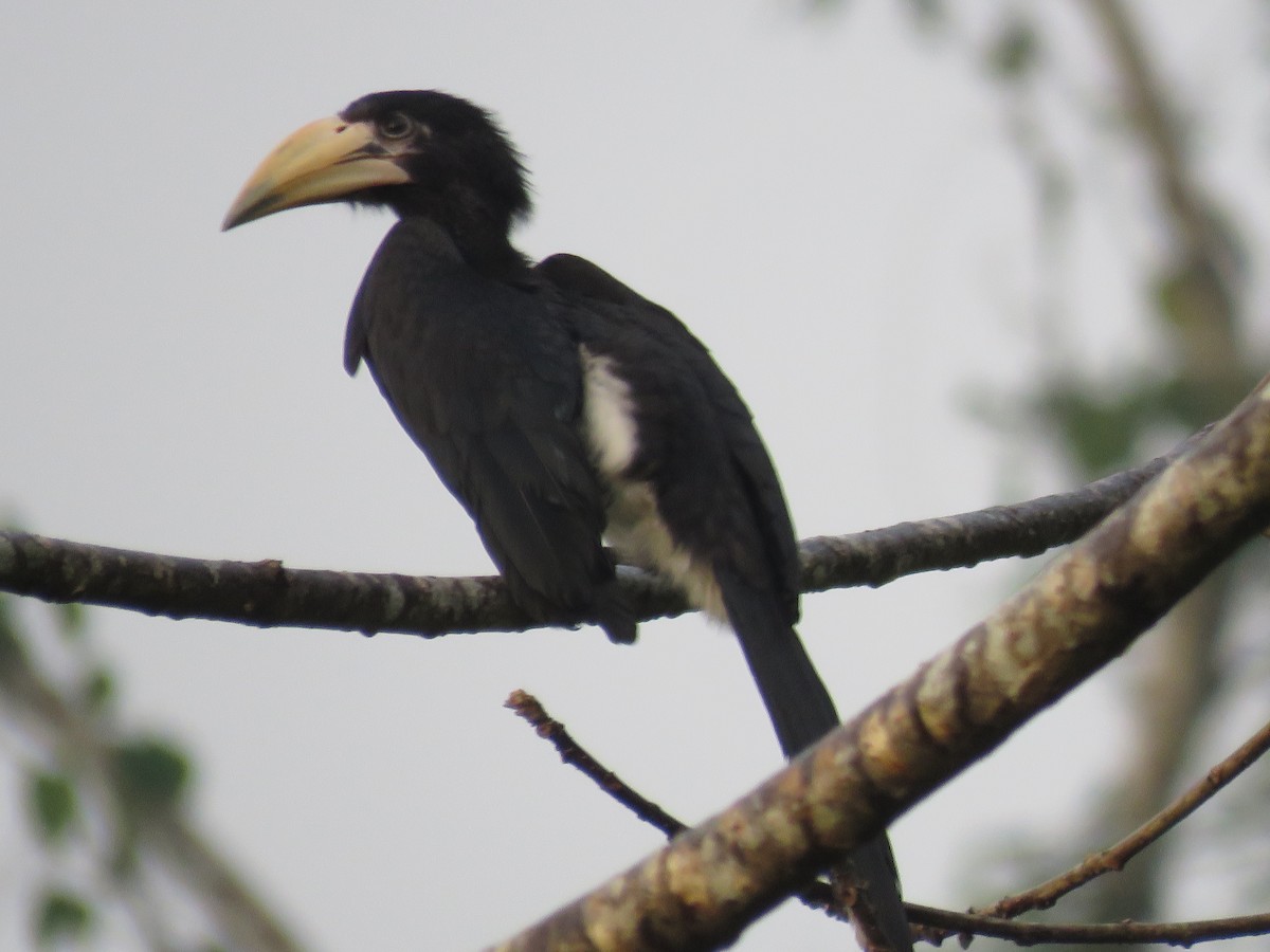 West African Pied Hornbill - kwame brown