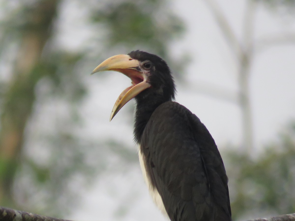 West African Pied Hornbill - ML615788637