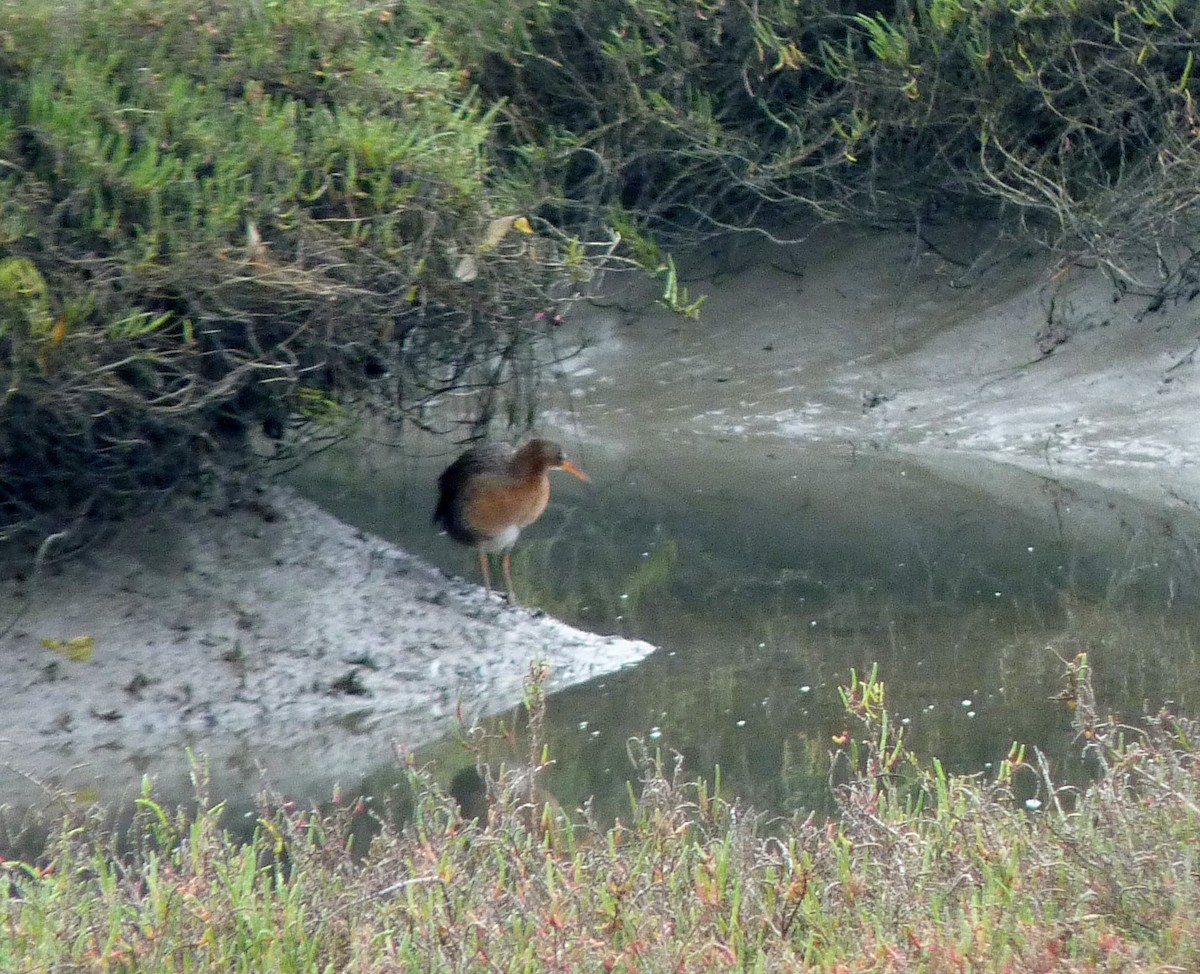 Ridgway's Rail (Light-footed) - ML615788650