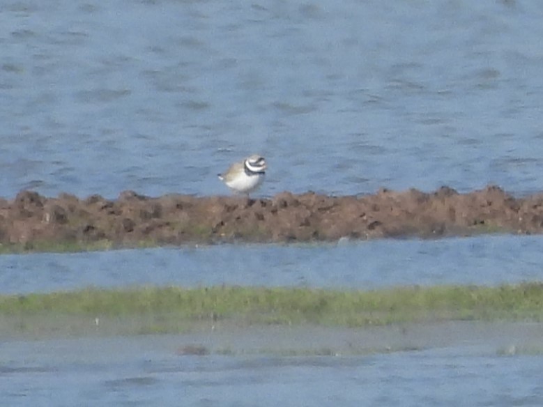 Common Ringed Plover - ML615788672