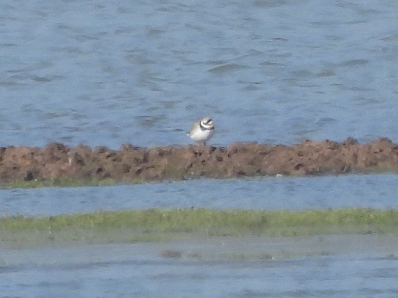 Common Ringed Plover - Frithjof Vogeley