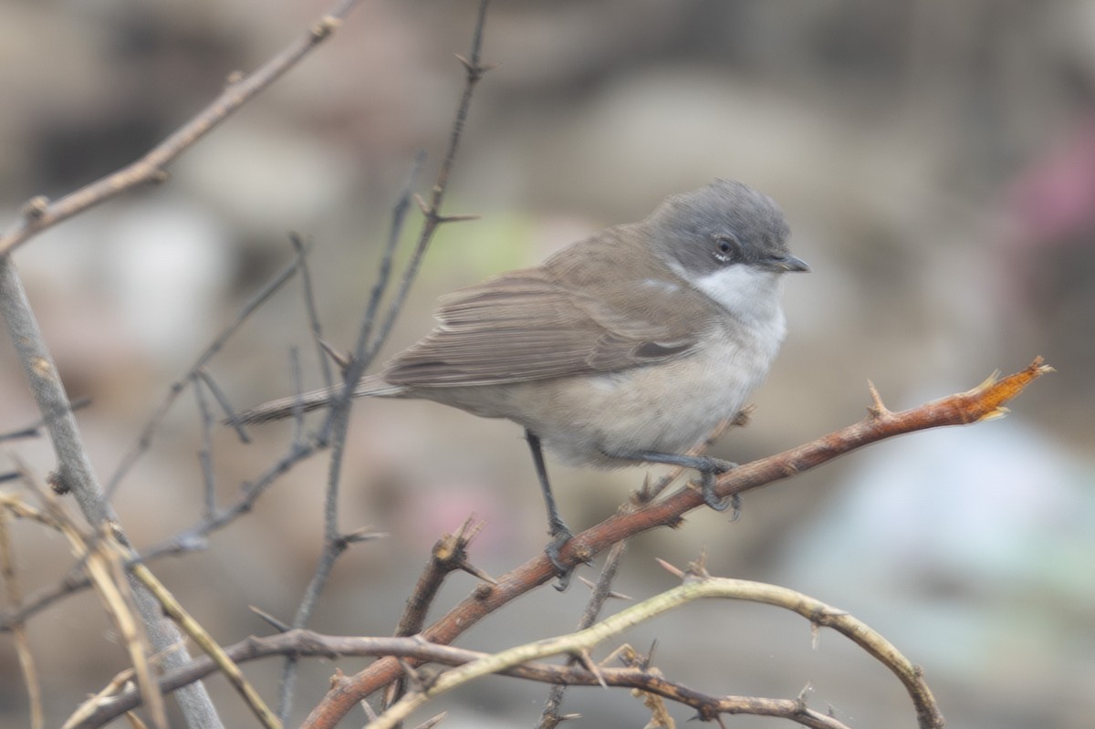 Lesser Whitethroat - Abram Fleishman