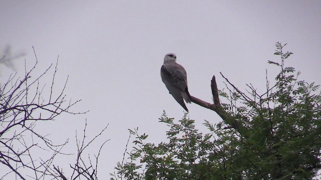 Black-winged Kite - ML615788691