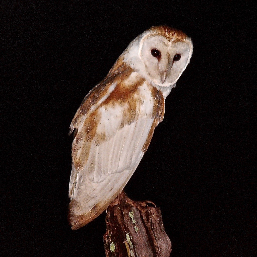 Barn Owl (White-winged) - ML615788694
