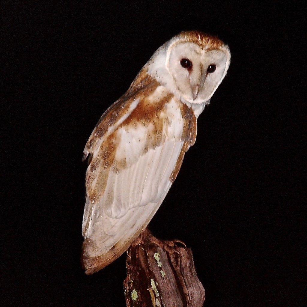 American Barn Owl (White-winged) - ML615788694