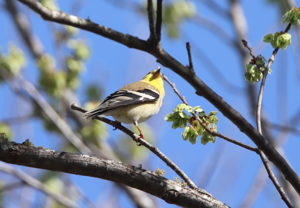 American Goldfinch - Ruth King