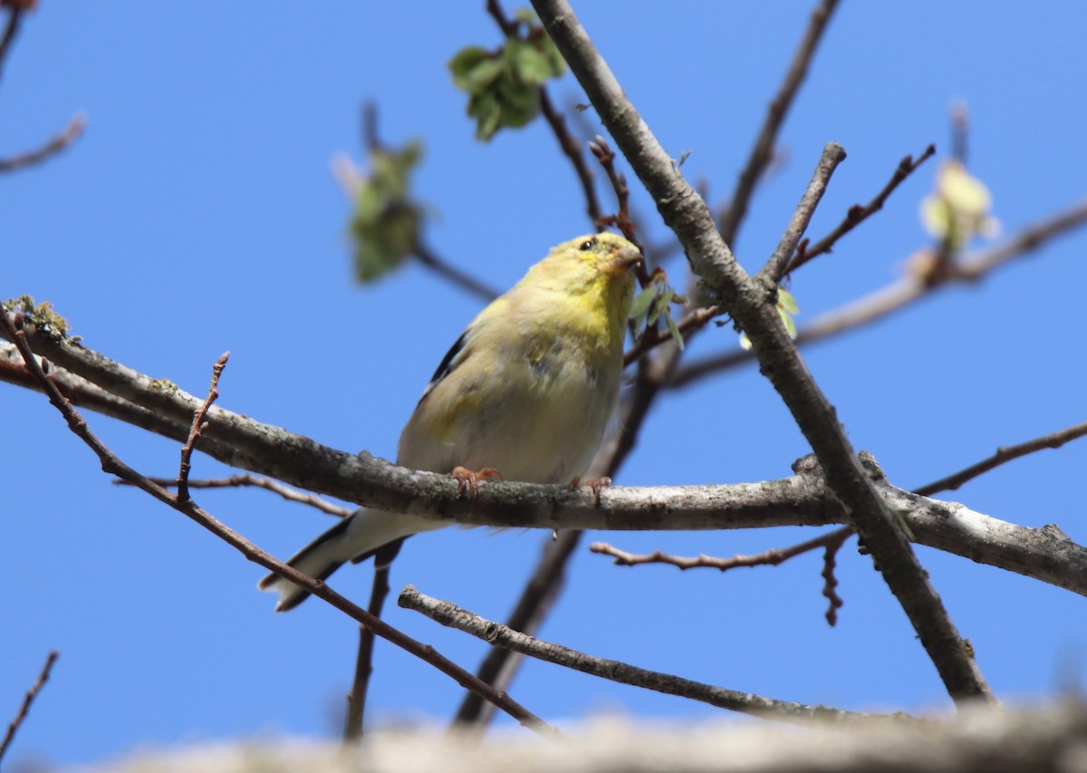 Chardonneret jaune - ML615788717