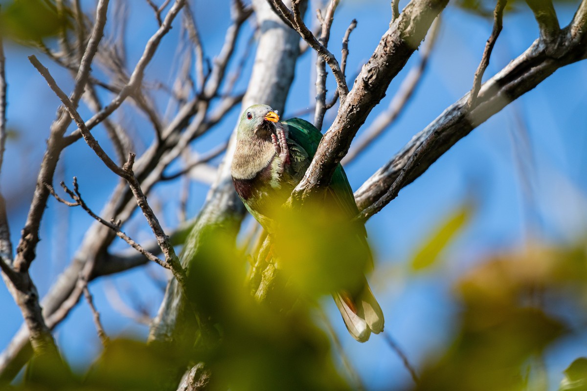 Black-chinned Fruit-Dove - Isolith Huang