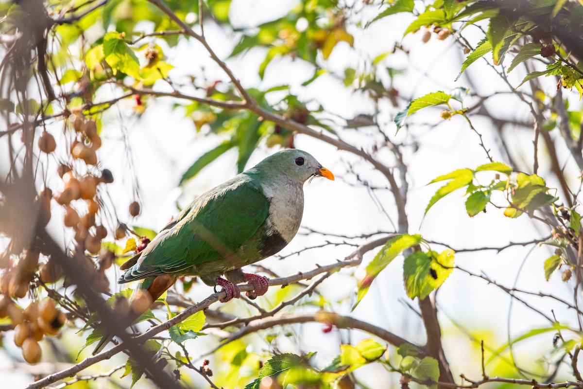 Black-chinned Fruit-Dove - ML615788732