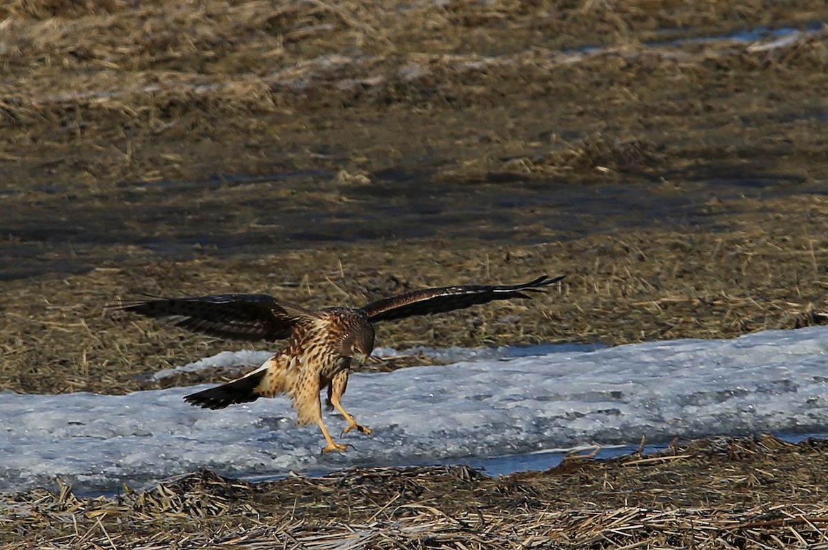 Northern Harrier - ML615788736