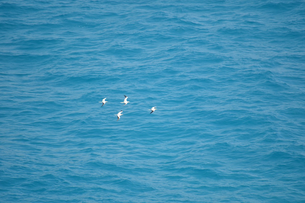 Red-footed Booby - ML615788767