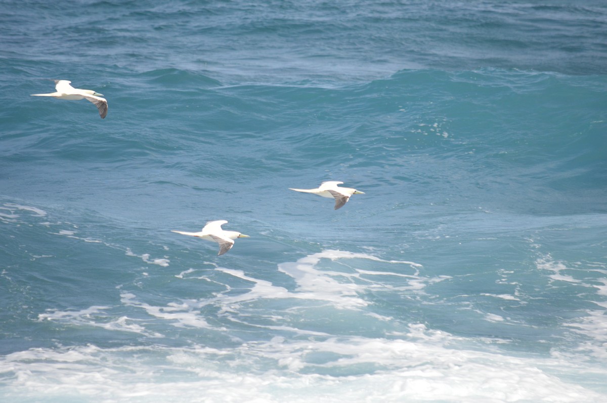 Red-footed Booby - ML615788768