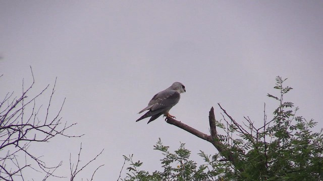 Black-winged Kite - ML615788775