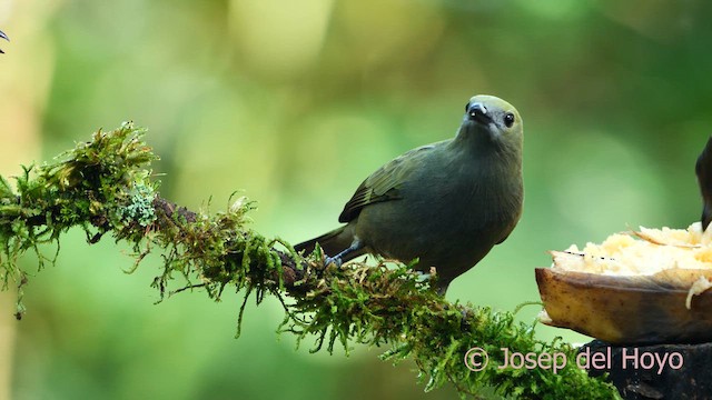 Palm Tanager - ML615788788