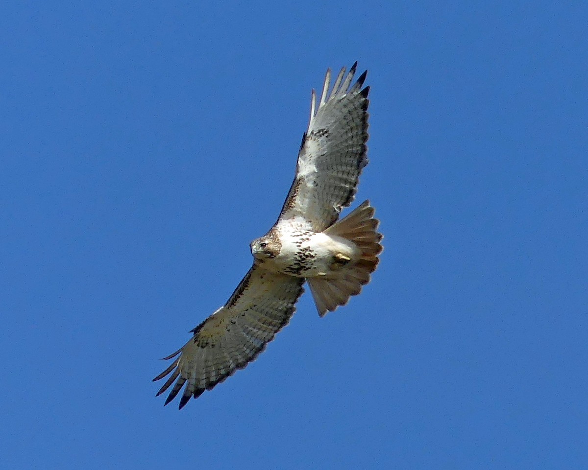 Red-tailed Hawk - ML615788805