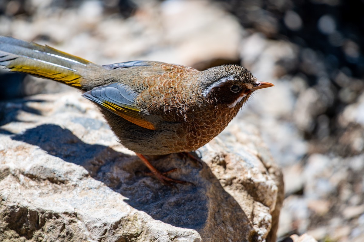 White-whiskered Laughingthrush - ML615788809