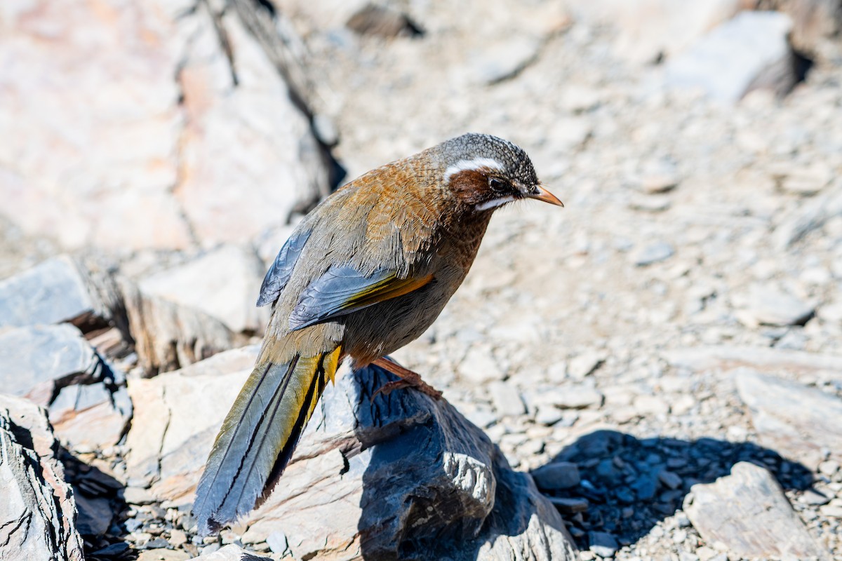 White-whiskered Laughingthrush - ML615788810