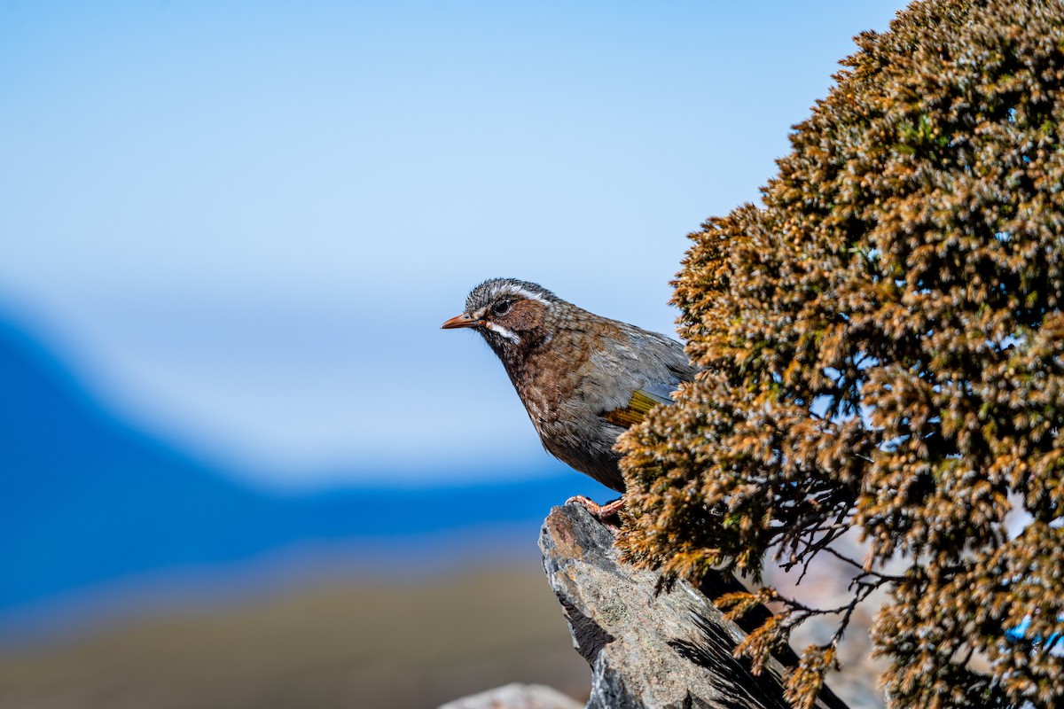 White-whiskered Laughingthrush - ML615788811