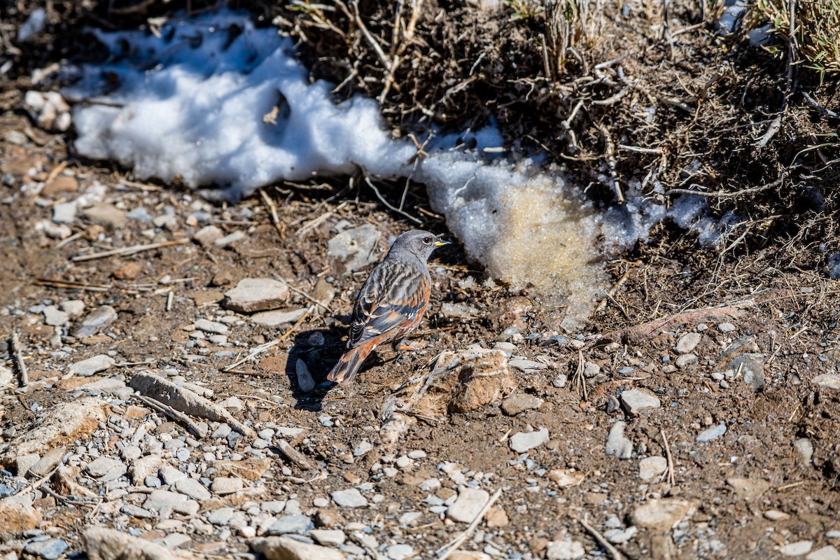 Alpine Accentor - Isolith Huang